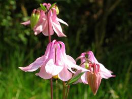 Aquilegia